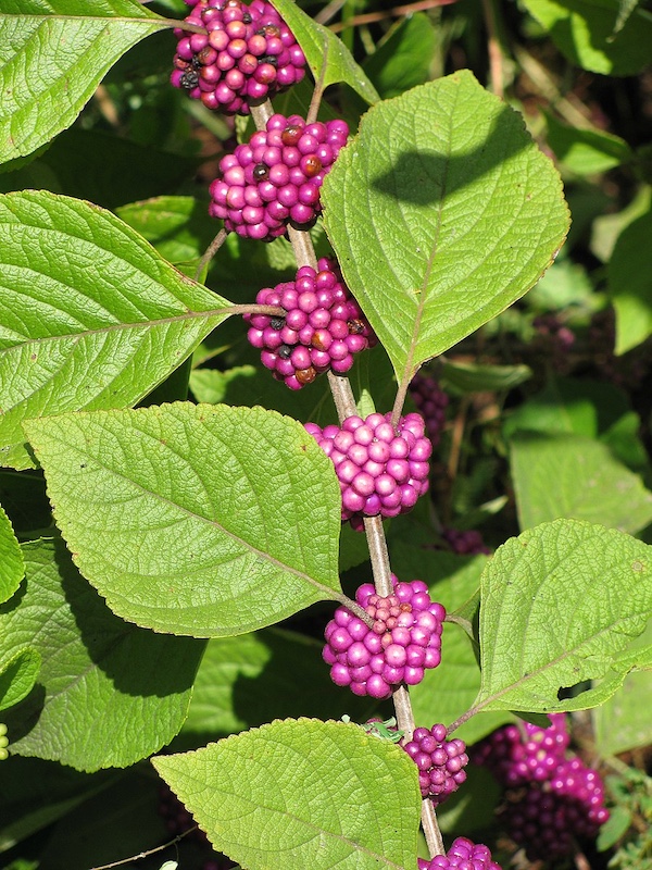 beautyberry