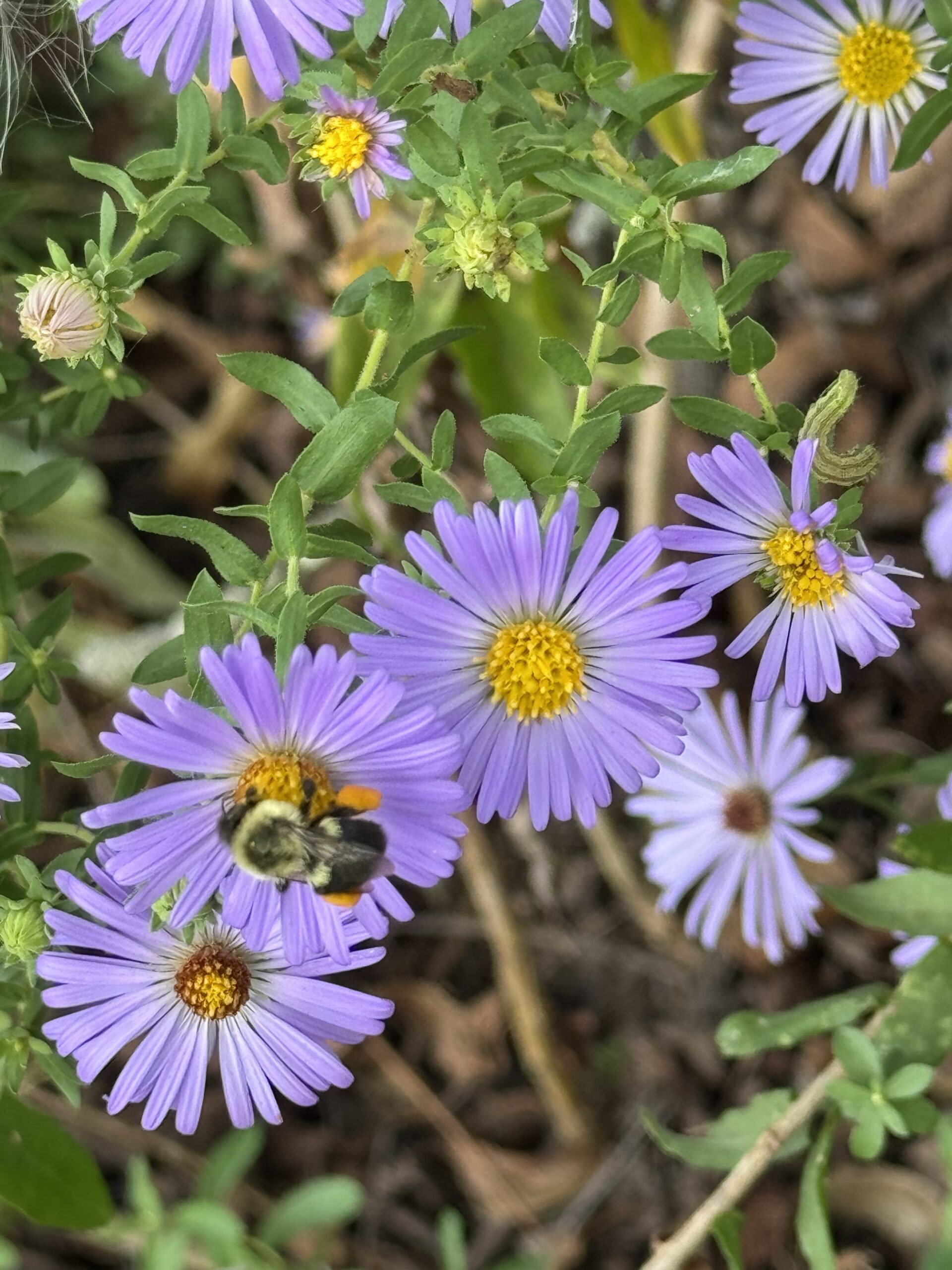 asters